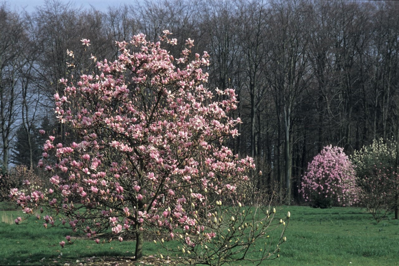 magnolia denudata forests pink